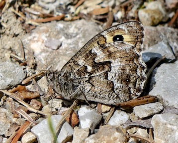 grayling